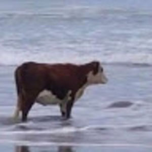 Meet your Posher, Eve